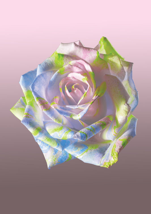 FLOWER SPECIMEN Fine Art Print - Pastel Rose