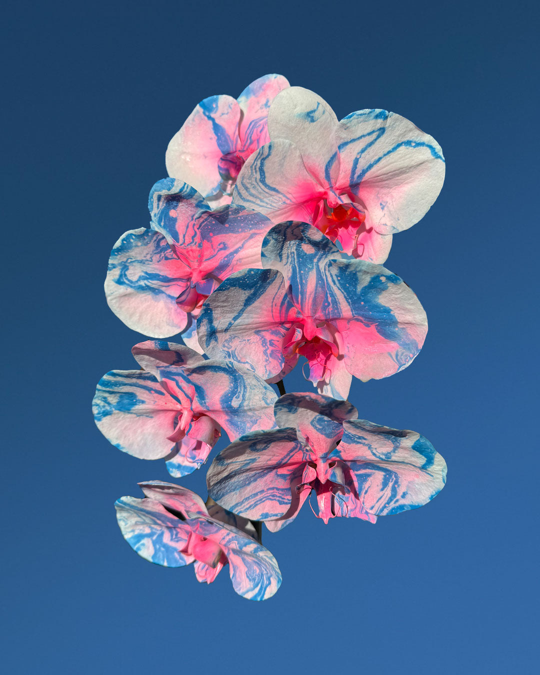 SPRING 24 - Neo Sakura