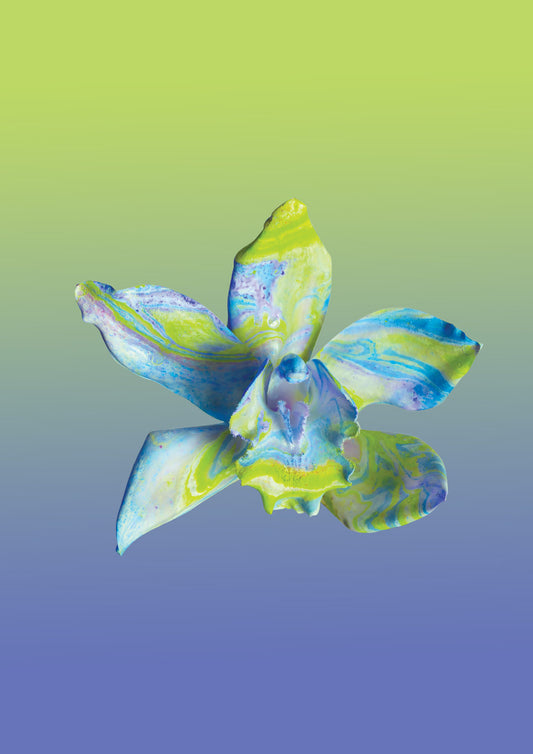 FLOWER SPECIMEN Fine Art Print - Blue Green Cymbidium