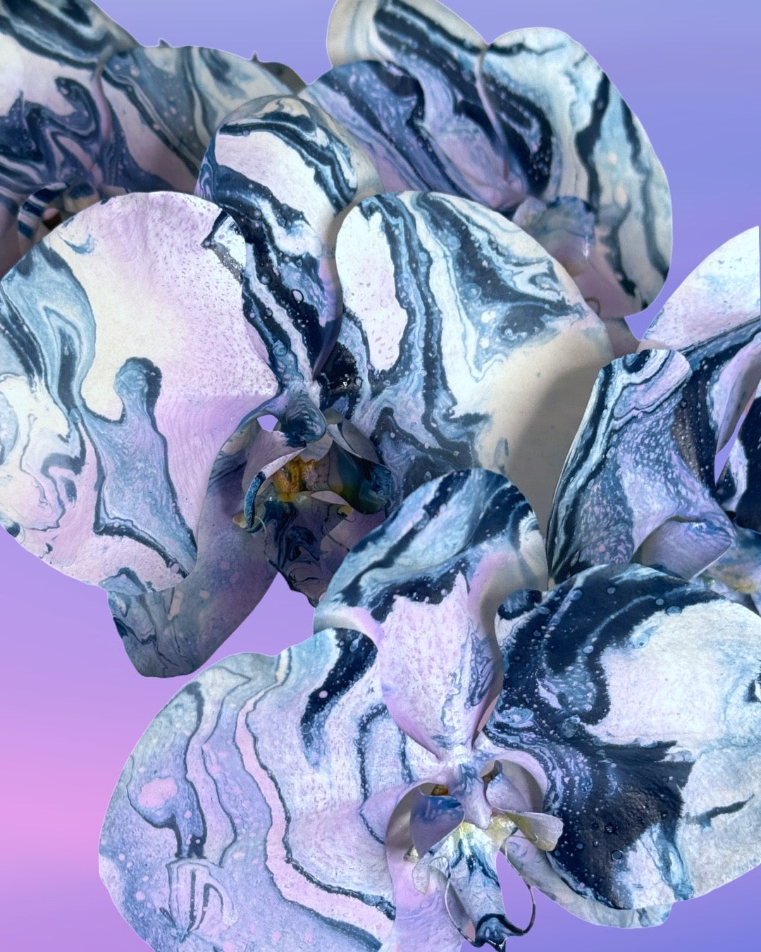 WINTER 25 - Ice Sculpture