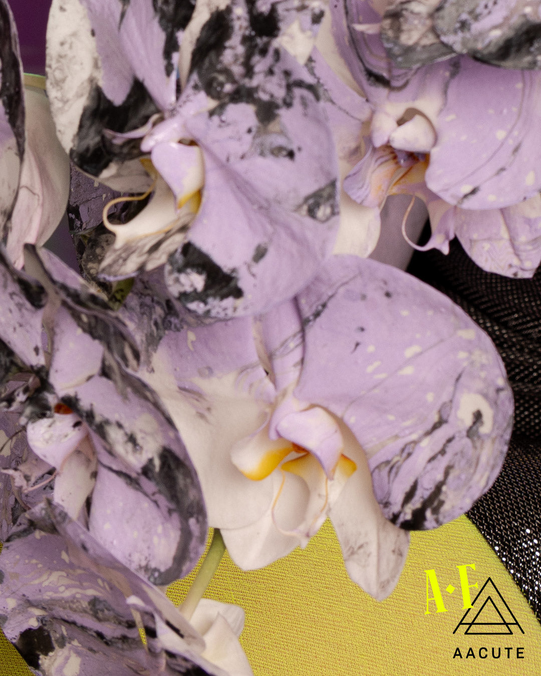 AF x AACUTE - BLACK/LILAC