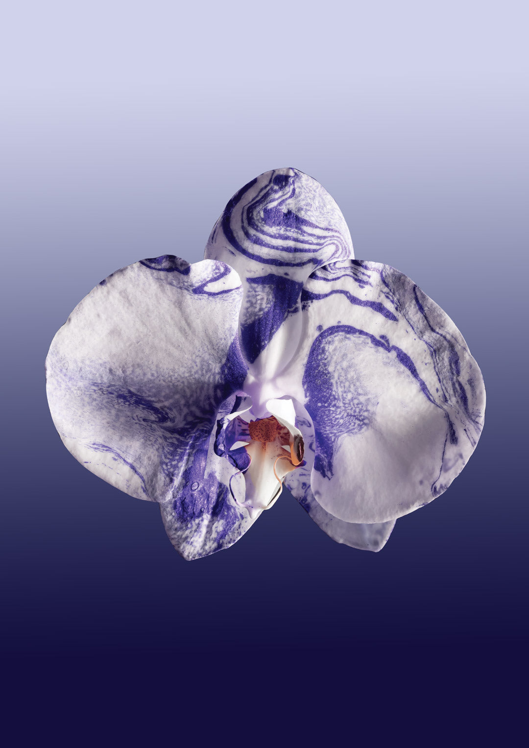 FLOWER SPECIMEN Fine Art Print - Purple Orchid