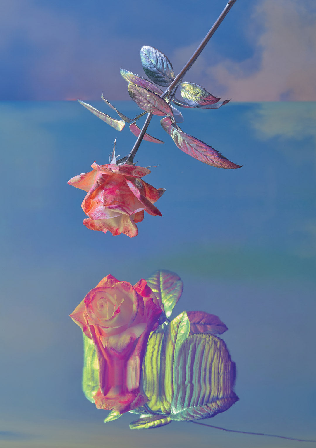 In The Clouds Fine Art Print - Narcissus Rose