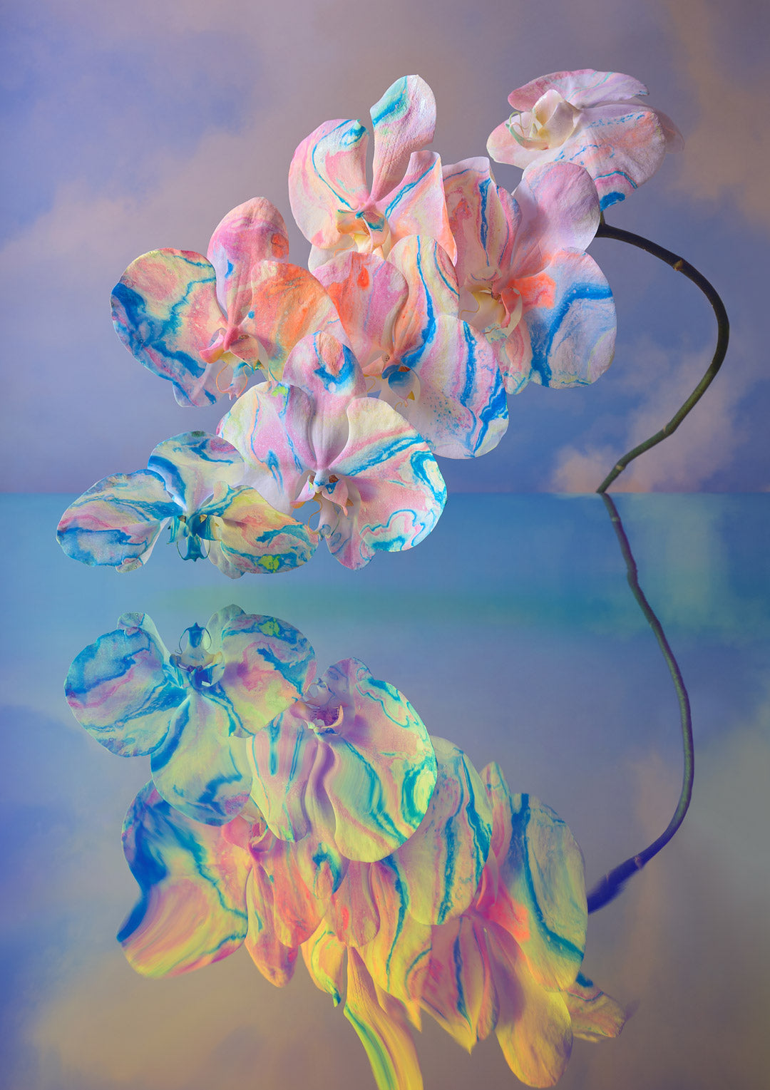 In The Clouds Fine Art Print - Curve Orchid