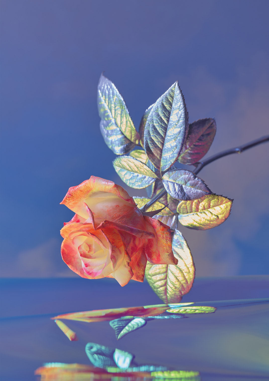 In The Clouds Fine Art Print - Sunrise Rose