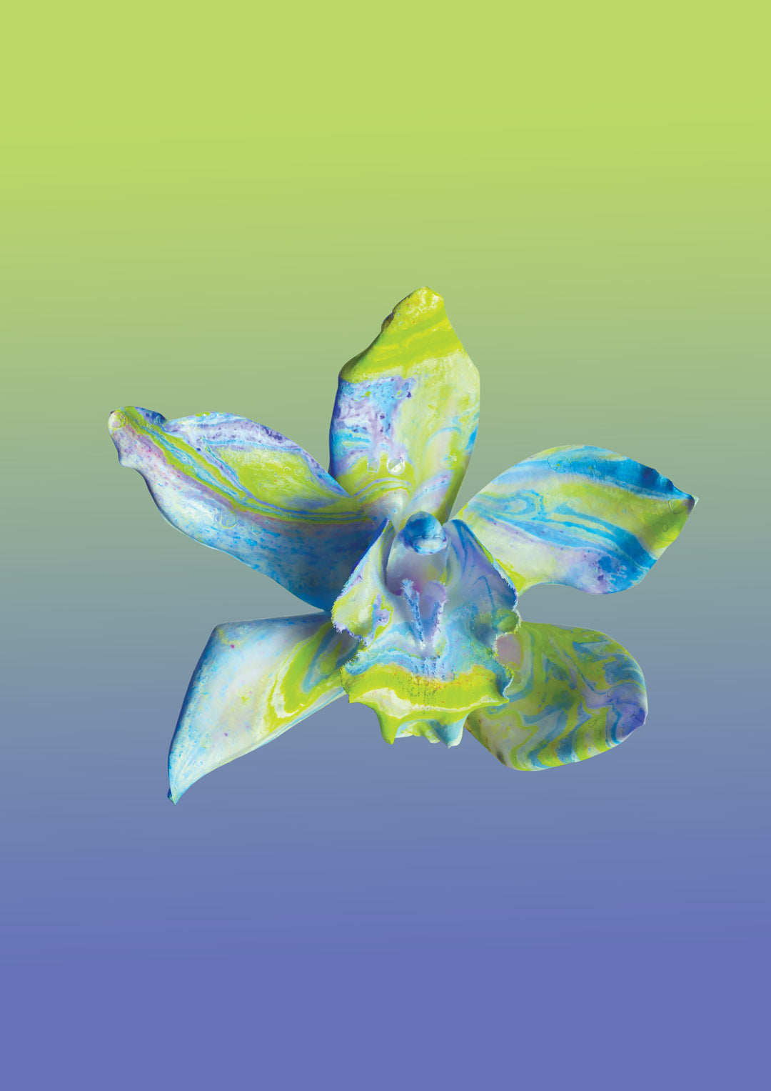 FLOWER SPECIMEN Fine Art Print - Blue Green Cymbidium
