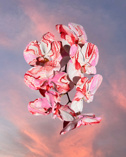 HOLIDAY 25 - Alternative Pantone