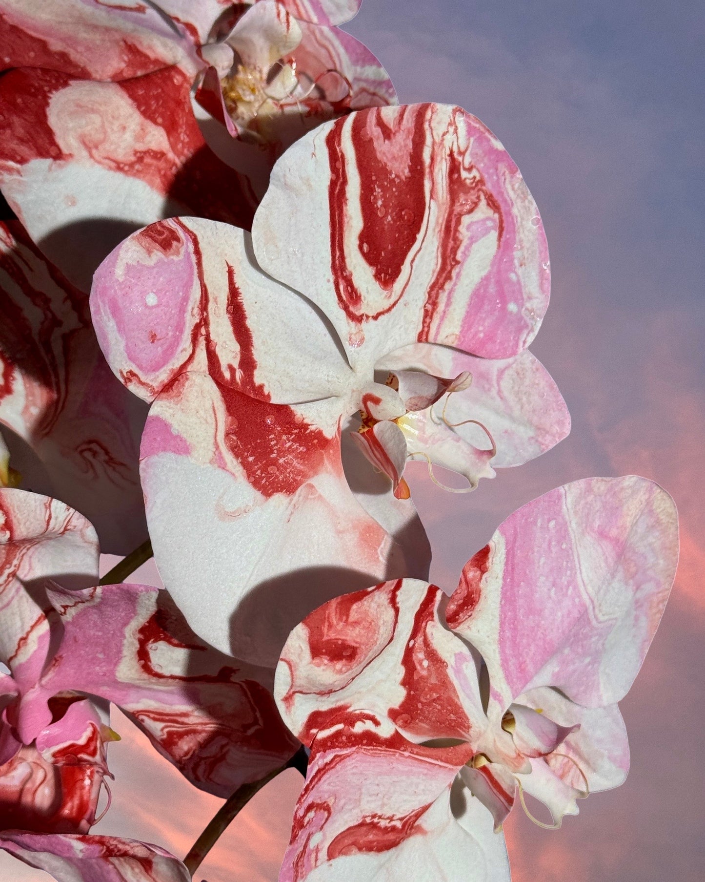 HOLIDAY 25 - Alternative Pantone