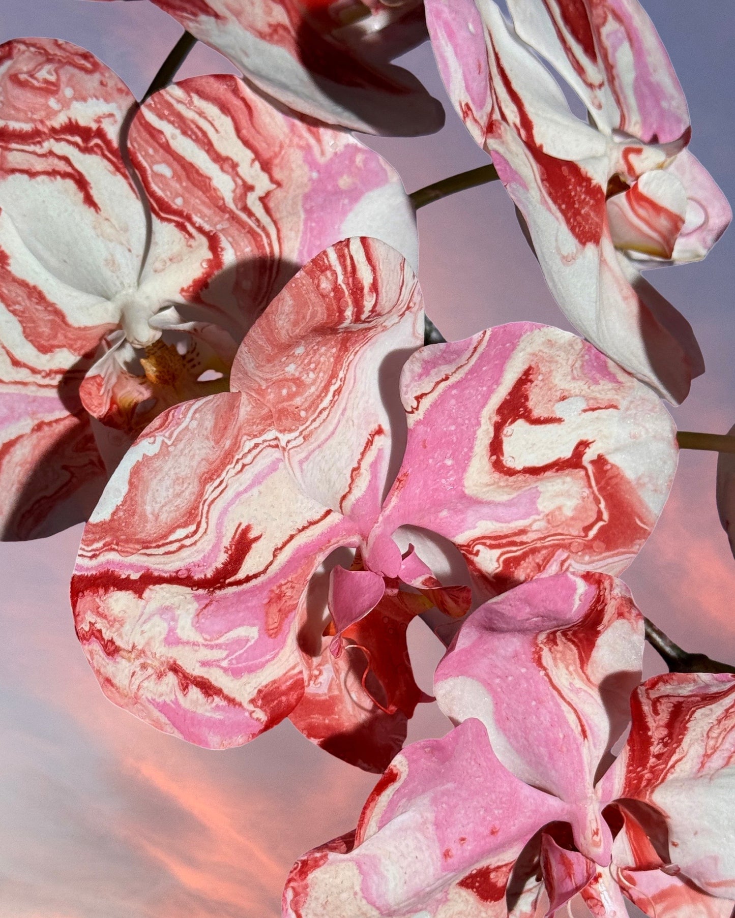 HOLIDAY 25 - Alternative Pantone