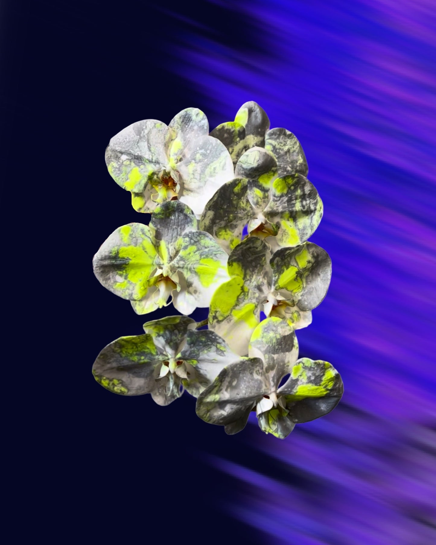 HOLIDAY 25 - Alternative Pantone