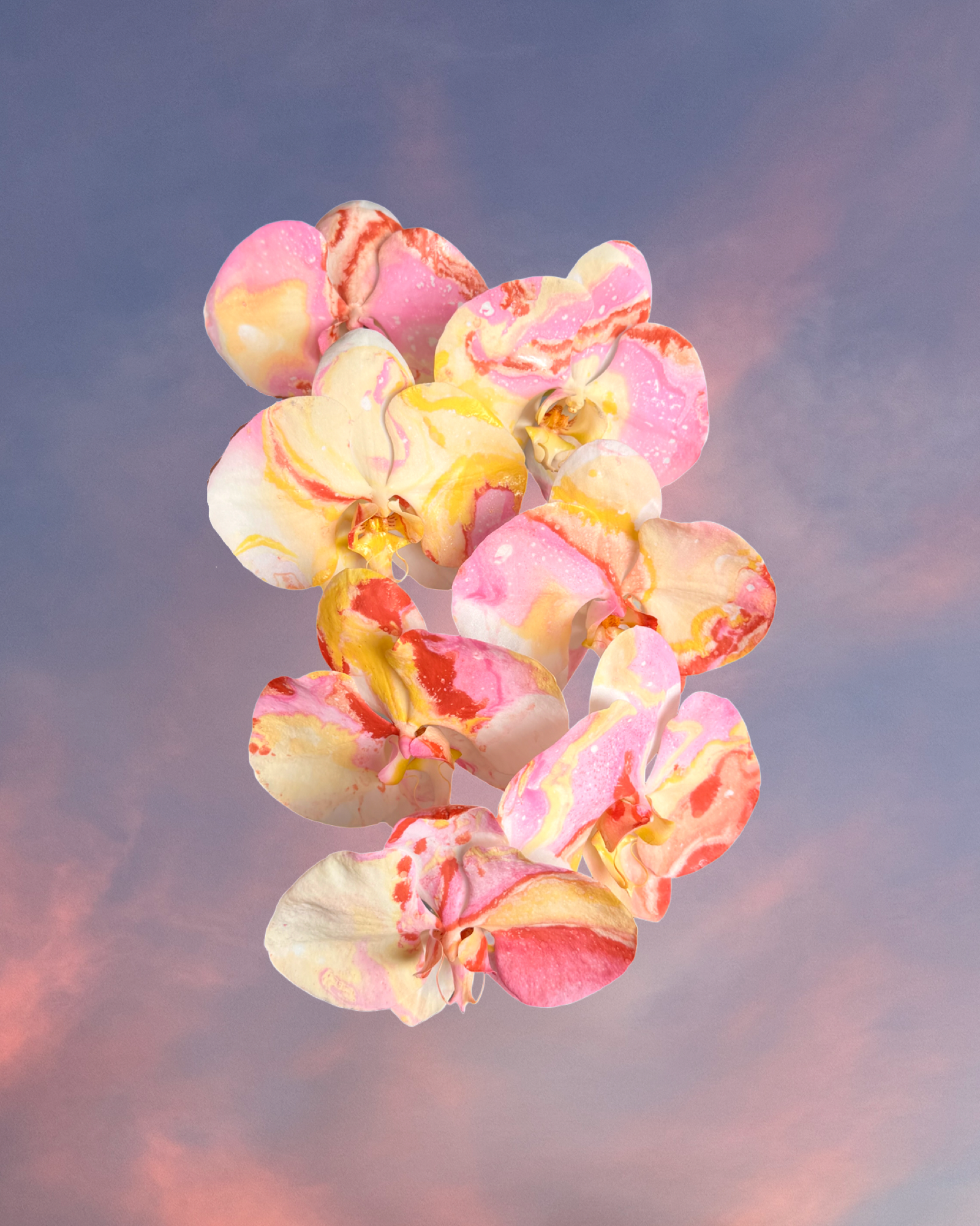 MOTHER’S DAY 26 - Wildflower Fields