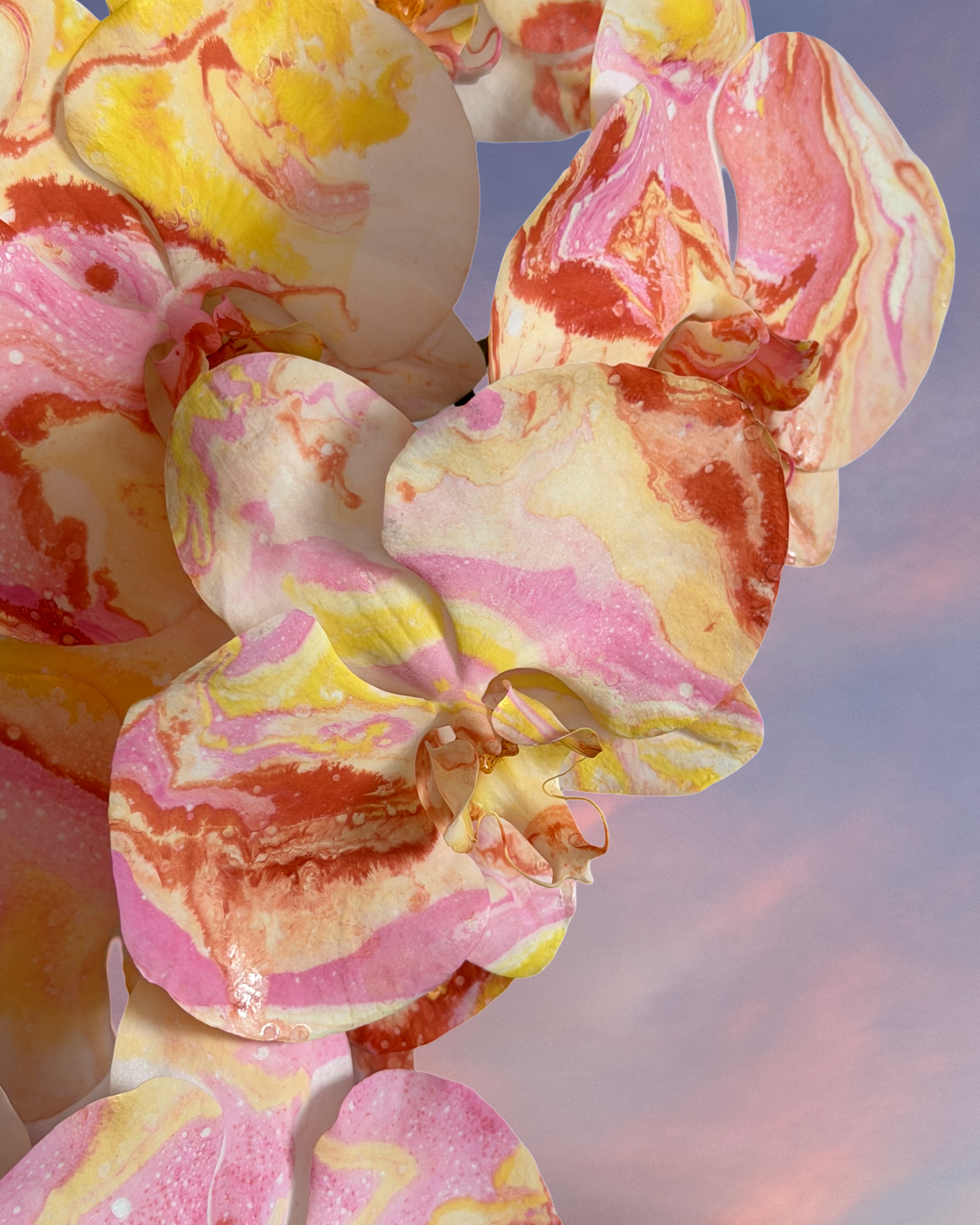 MOTHER’S DAY 26 - Wildflower Fields