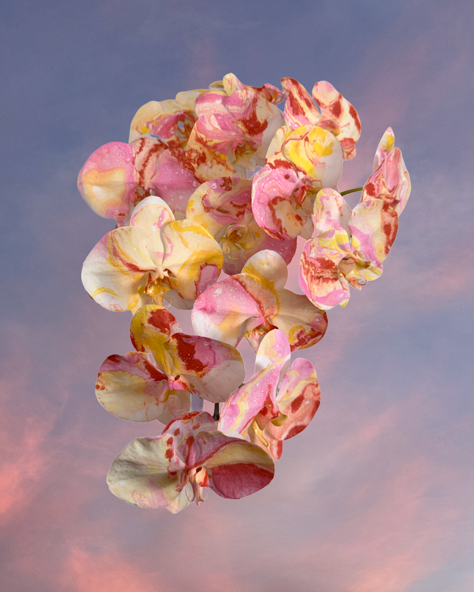 MOTHER’S DAY 26 - Wildflower Fields